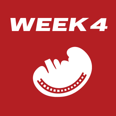 Fetal Development - Week 4