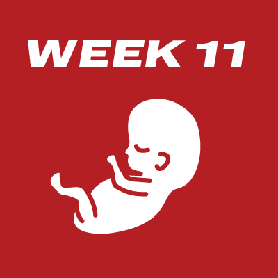 Fetal Development - Week 11